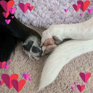 Meet your Posher, Janice